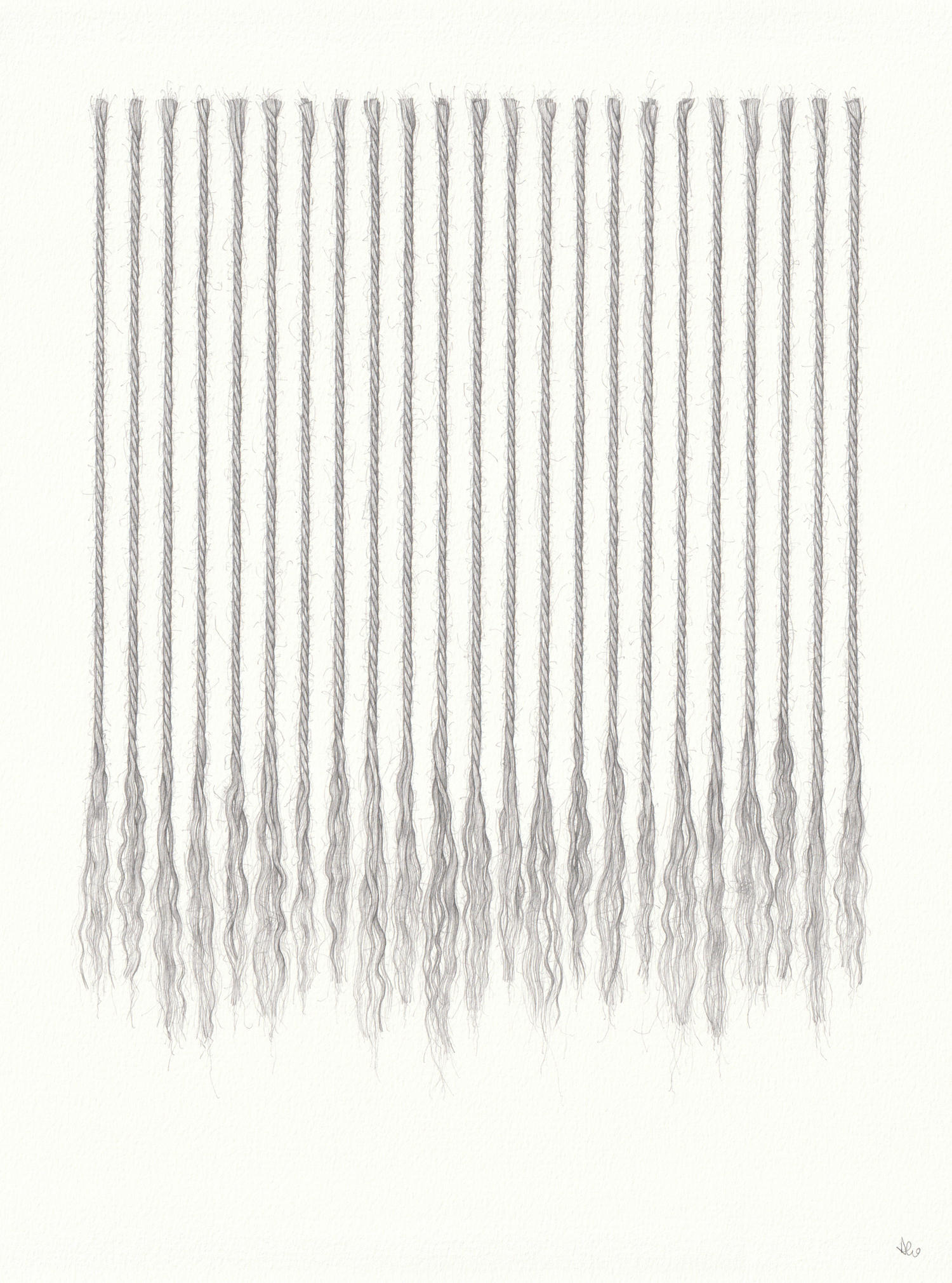 Tasselled 2 (38 x 28 cm) pencil on paper
